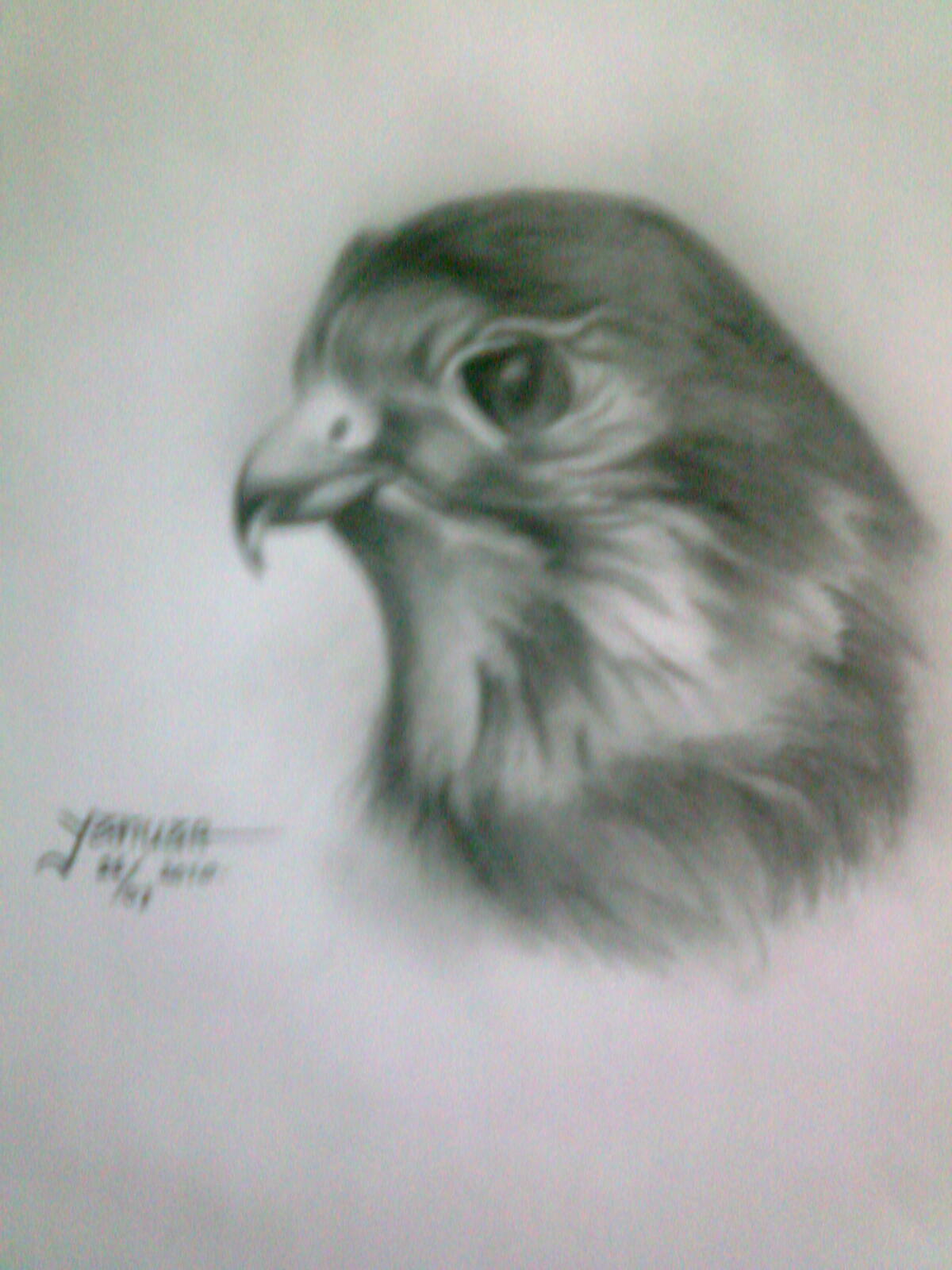 50+ Lukisan Kepala Elang, Gambar Lukisan