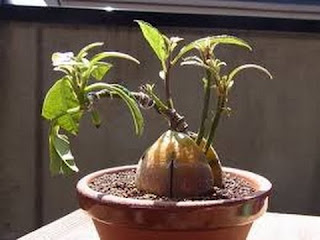 Growing an Avocado Tree From a Seed