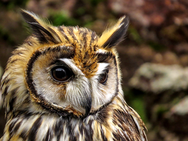 Bellas Aves de El Salvador: Pseudoscops clamator (búho rayado o gritón ...