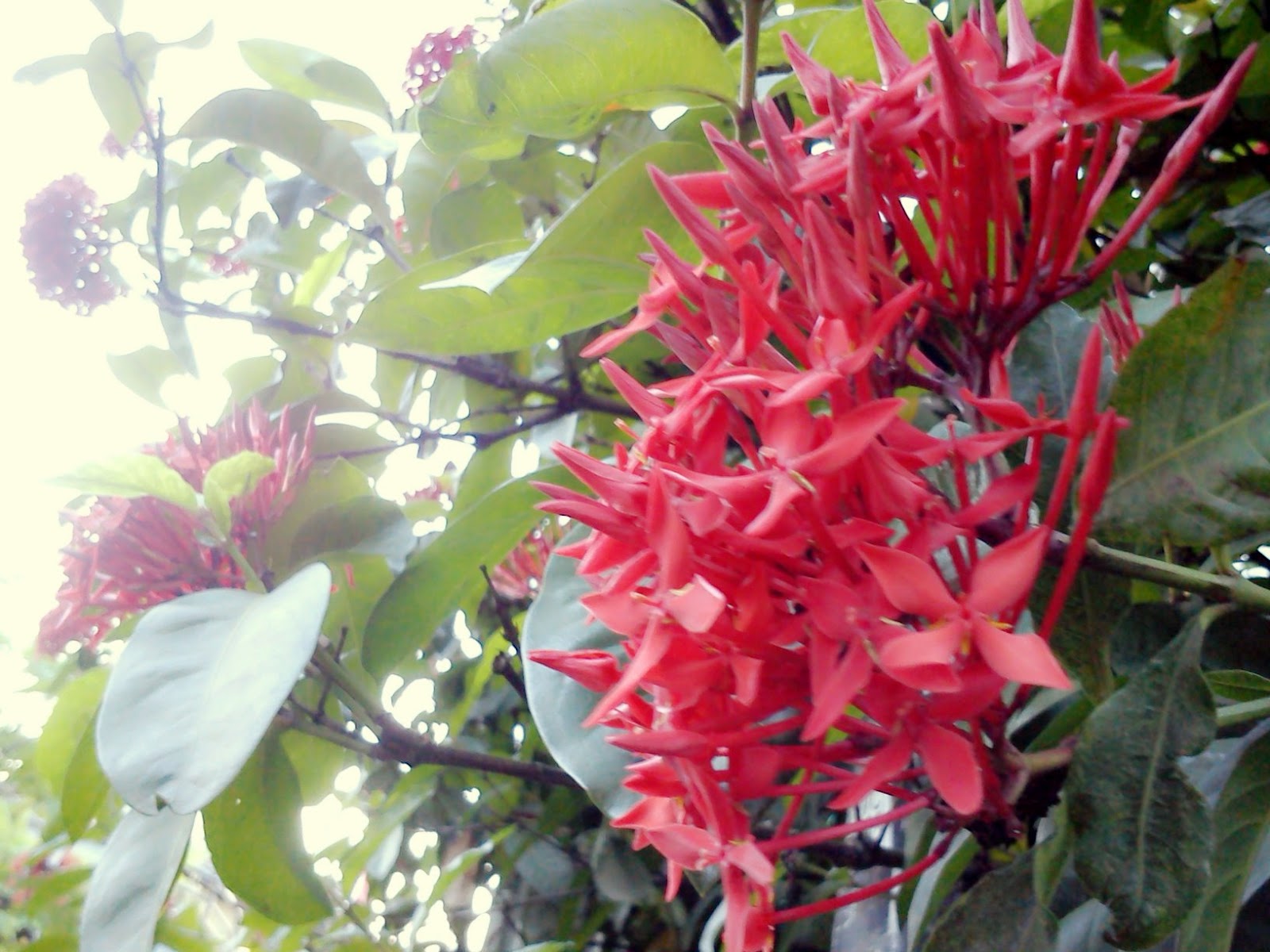 dbee Curly's Curiosity: Jogging @ Taman Cattleya
