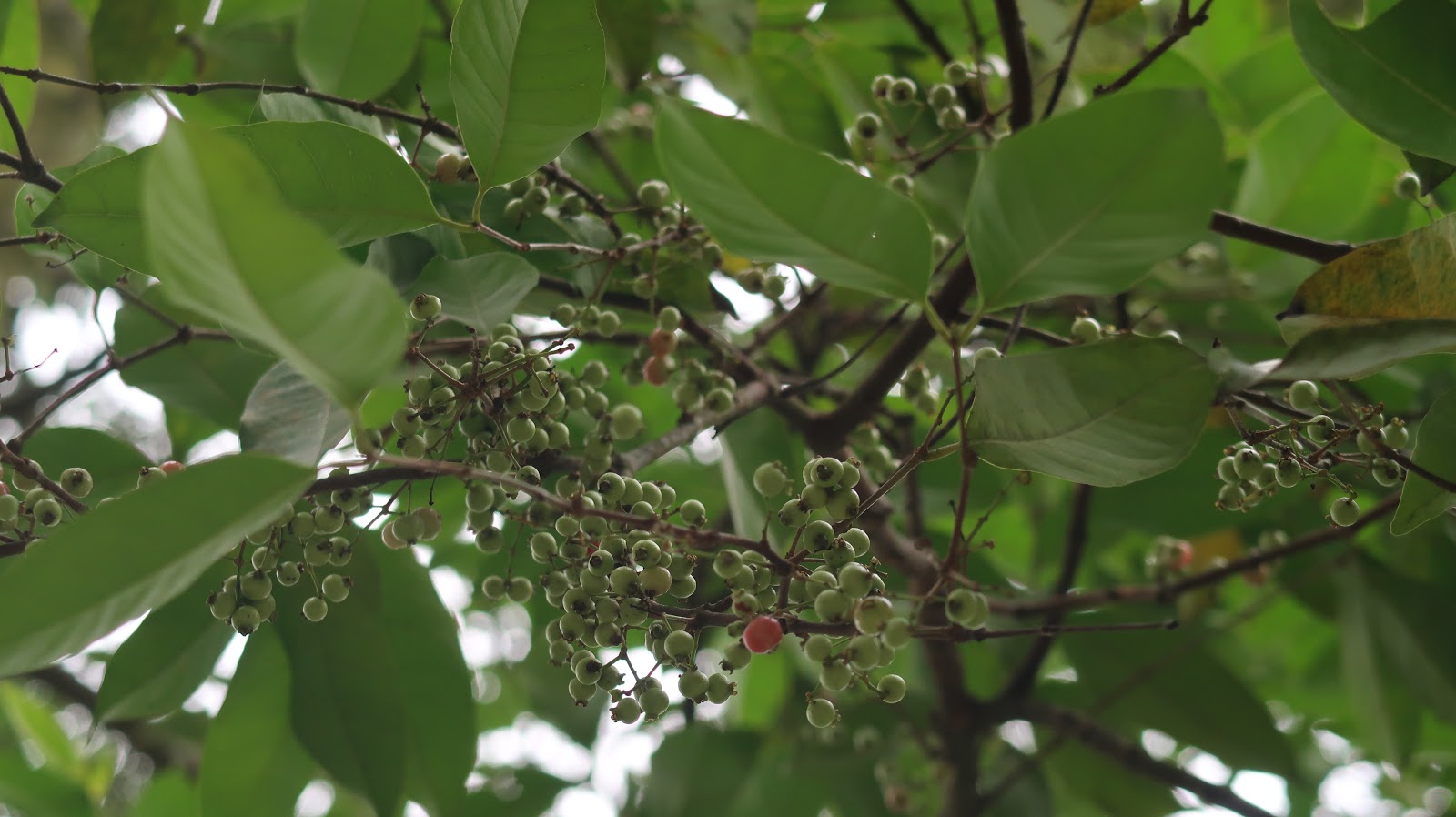 Trees and Plants Salam Tree (Indonesia Bay Leaf)