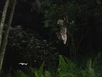 FOTO PENAMPAKAN POCONG TERBANG TANAH KUSIR UPDATE - KAT