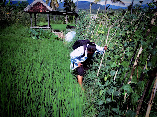 Looking For Something In The Plant Field At Ringdikit Village North Bali