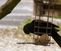 Blackbird on bird feeder
