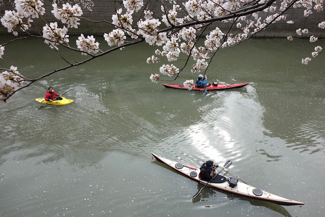 Sakura at Meguro river 2013 canoeing