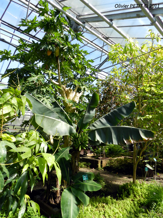 VILLERS-LES-NANCY (54) - Les serres du jardin botanique du Montet-Bananier d'Asie et papayer