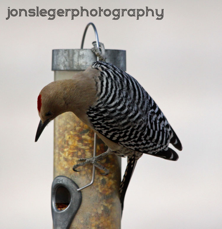 Northern Illinois Birder: Gila woodpecker vs. Hummingbird Feeder, San