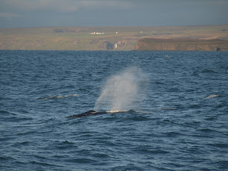 Día 08:Avistamiento Ballenas, Asbyrgi, Hafragilsfoss, Dettifoss, Selfoss y Hveri - Islandia - 12 dias por libre (19)