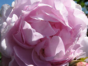 and other pink flowers,