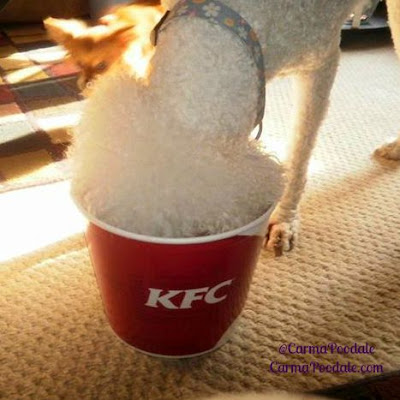 Carma eating KFC out of a bucket