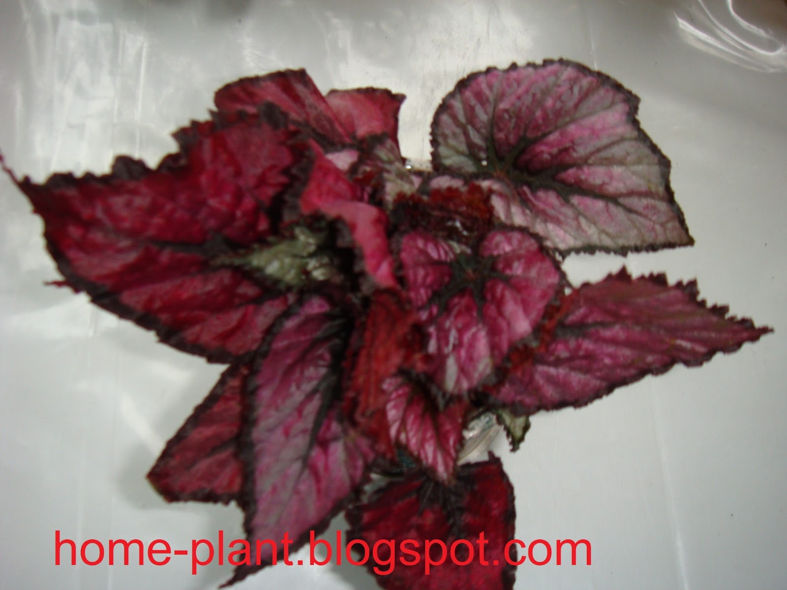 Комнатные растения для души и настроения: Begonia rex: уход за королевской бегонией