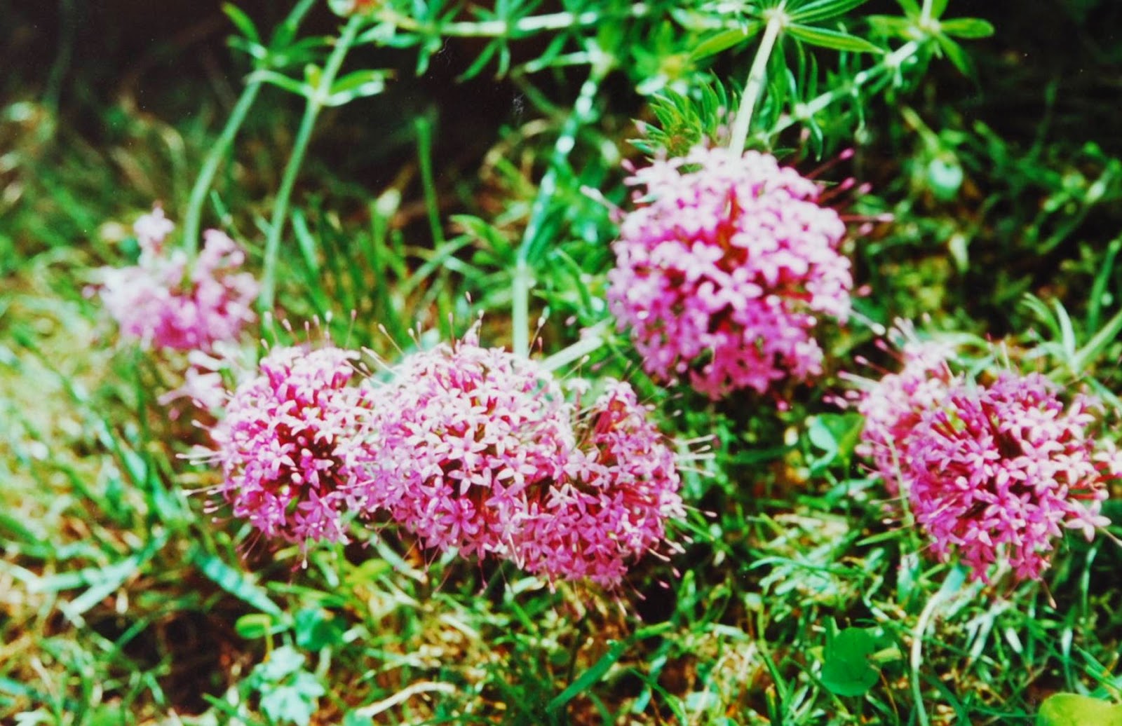 Bickenbach Blumen Rosenwaldmeister