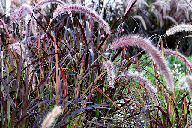 01. Purple Fountain Grass (Alang-alang Ungu)