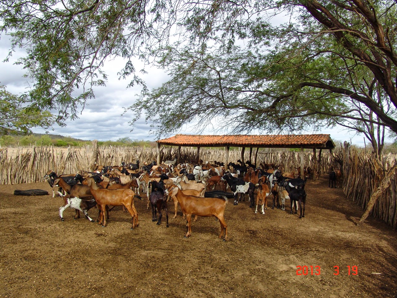 Um rebanho de caprinos na caatinga