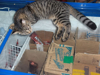 grey tiger cat sleeping on grocery ice cream freezer