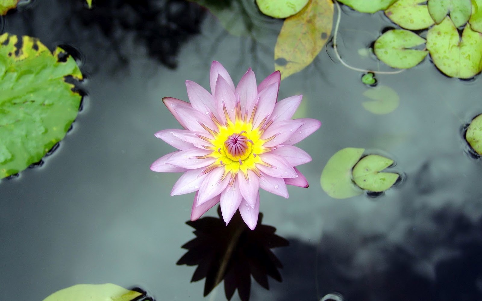 Spring lotus flower over water wallpaper The Wallpaper Database