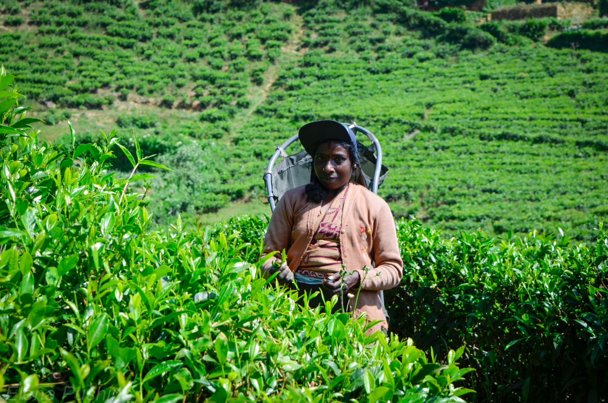 Иран шри ланка. Цейлонские плантации Шри Ланка. Шри Ланка чайные плантации. Цейлонский чай из Шри Ланки. Чайные плантации на Шри Ланке высокогорные.