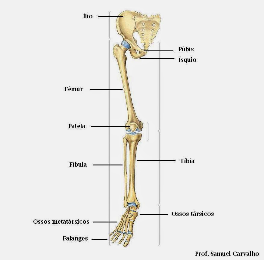 Anatomia dos membros inferiores