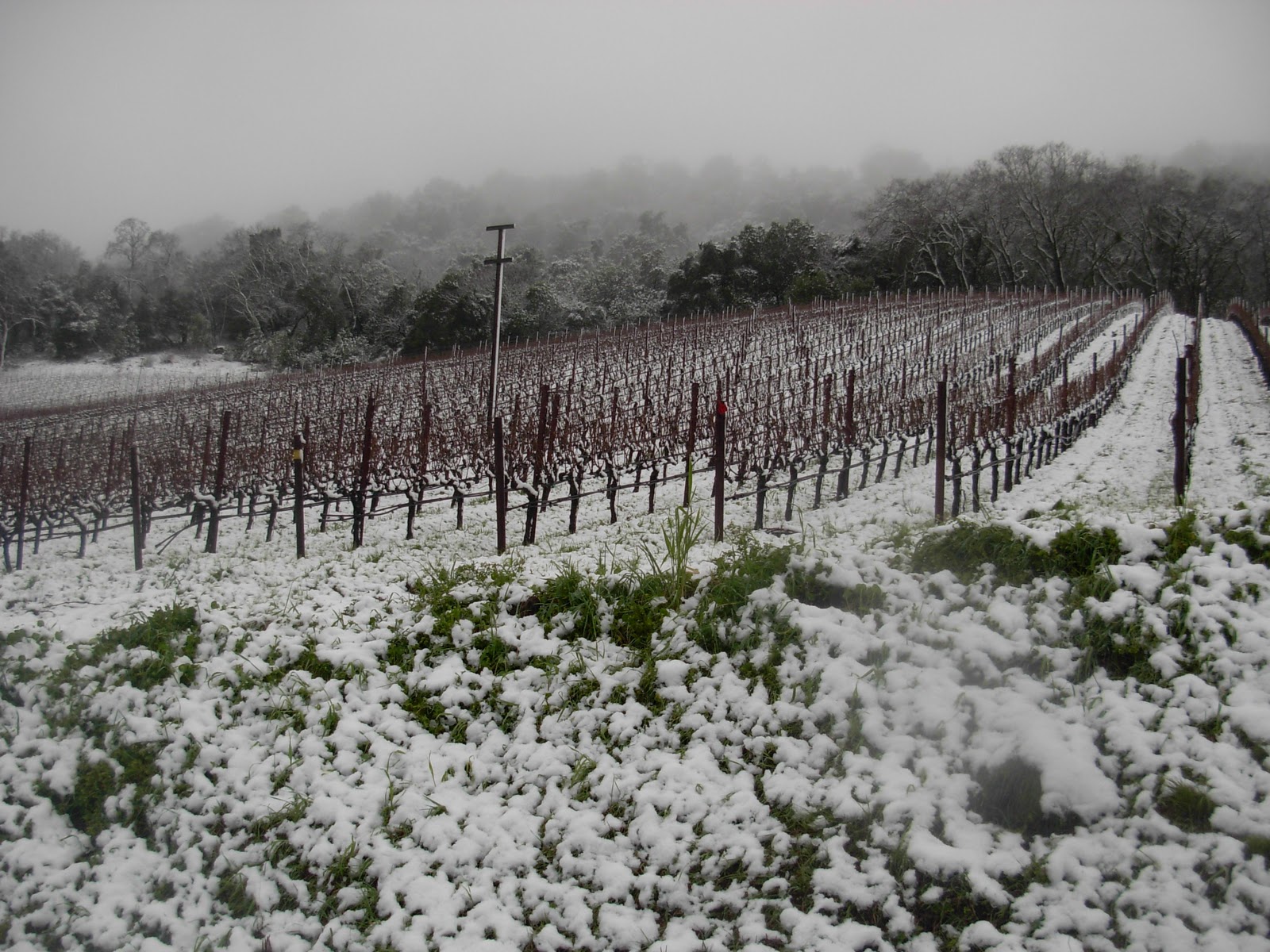 Piña Napa Valley: Snow in the Napa Valley