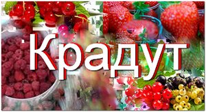 кражи на дачах