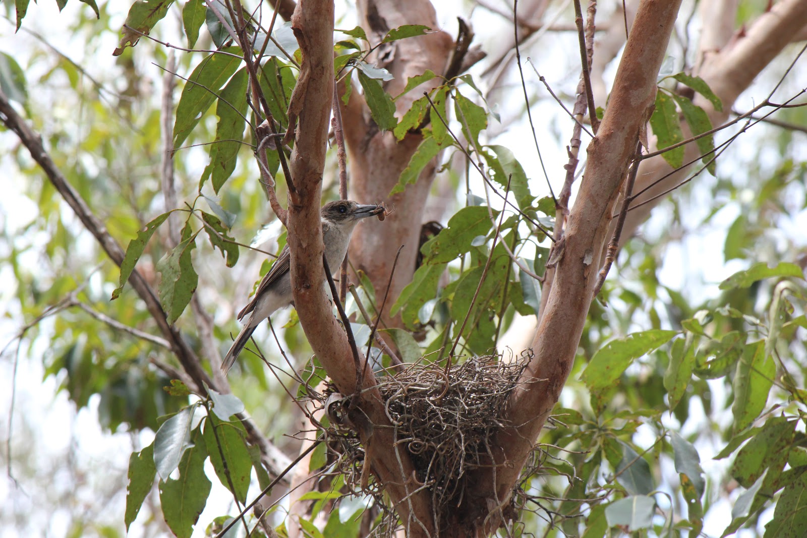 Brisbane Backyard Naturalist Bushwalk discoveries