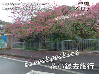 八重岳櫻花