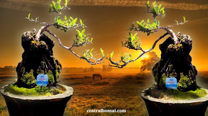 Jenis Tanaman Yang Bisa Dijadikan Bonsai unik