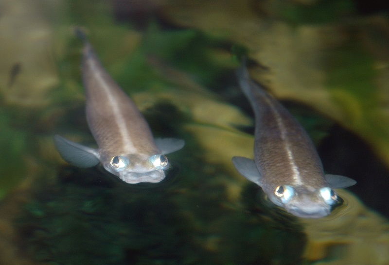 Gambar Ikan Hias Air Payau-Ikan Four-eyed fish