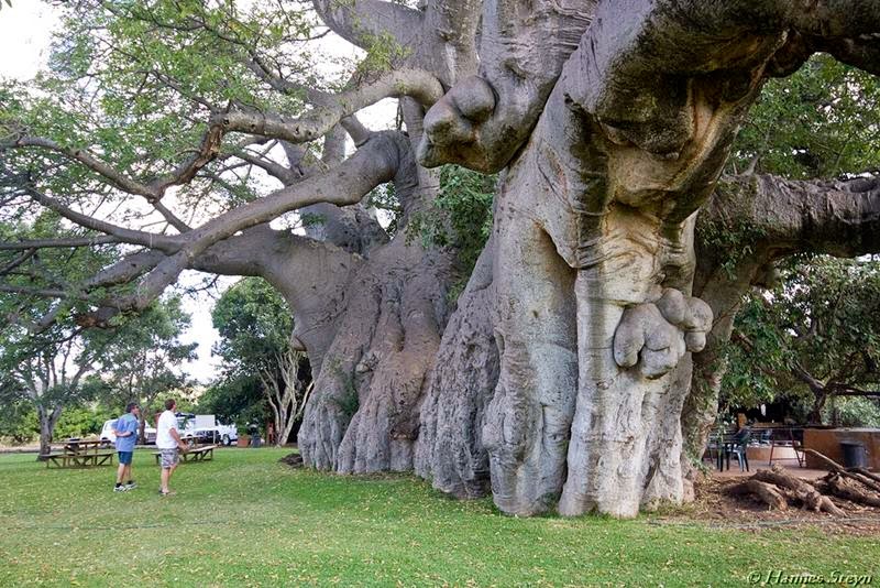 Sunland Baobab and Pub A massive trunk.