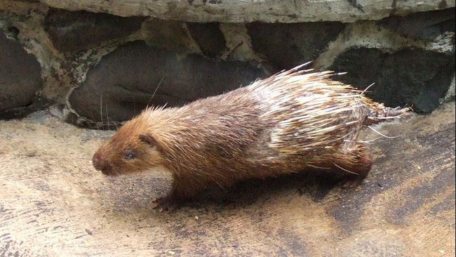 14 Satwa Endemik Di Pulau Jawa Yang Hampir Punah Abangnji Com