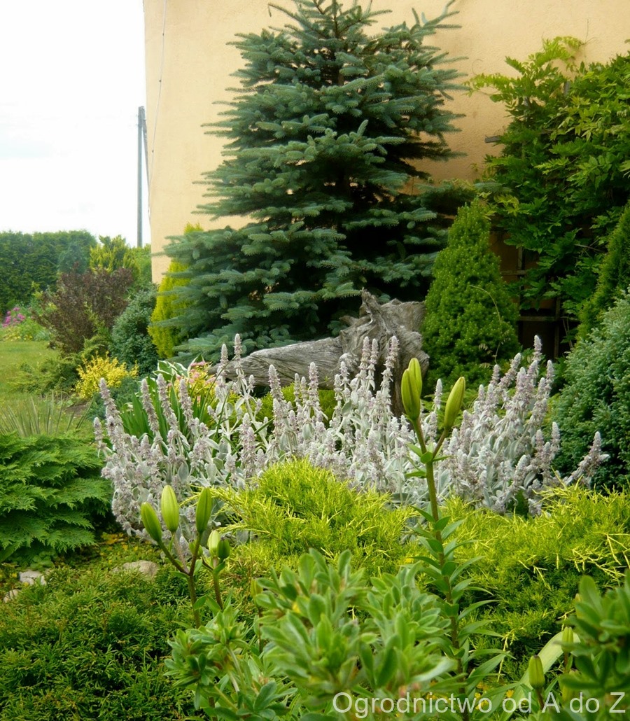 Plant Gallery Encyklopedia Roslin Cornus Alba Elegantissima