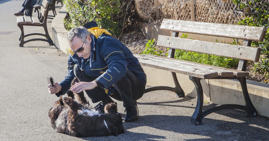 Menton Daily Photo Dog hair for the birds