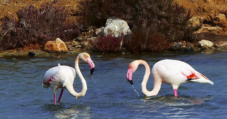 El blog del gran Uribe: ¿Qué pasa con los flamencos de Ibiza?