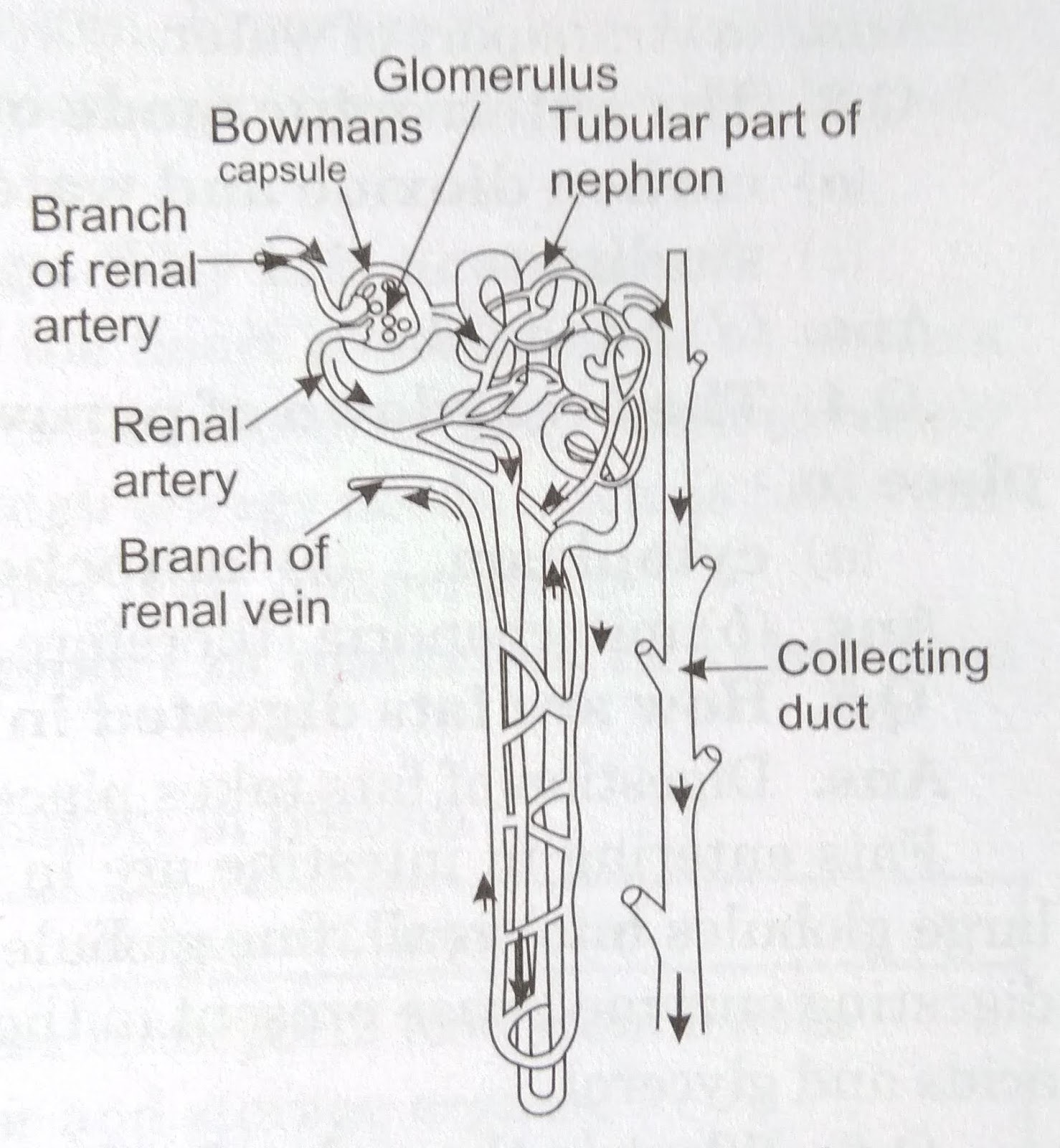 Life Process Class 10 Ch 6 || NCERT Solution