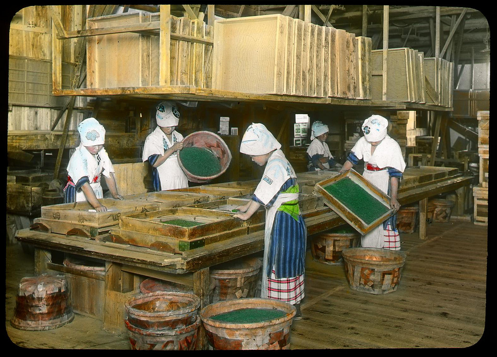 19 Interesting Colorized Pictures Show the Tea Production Stages in