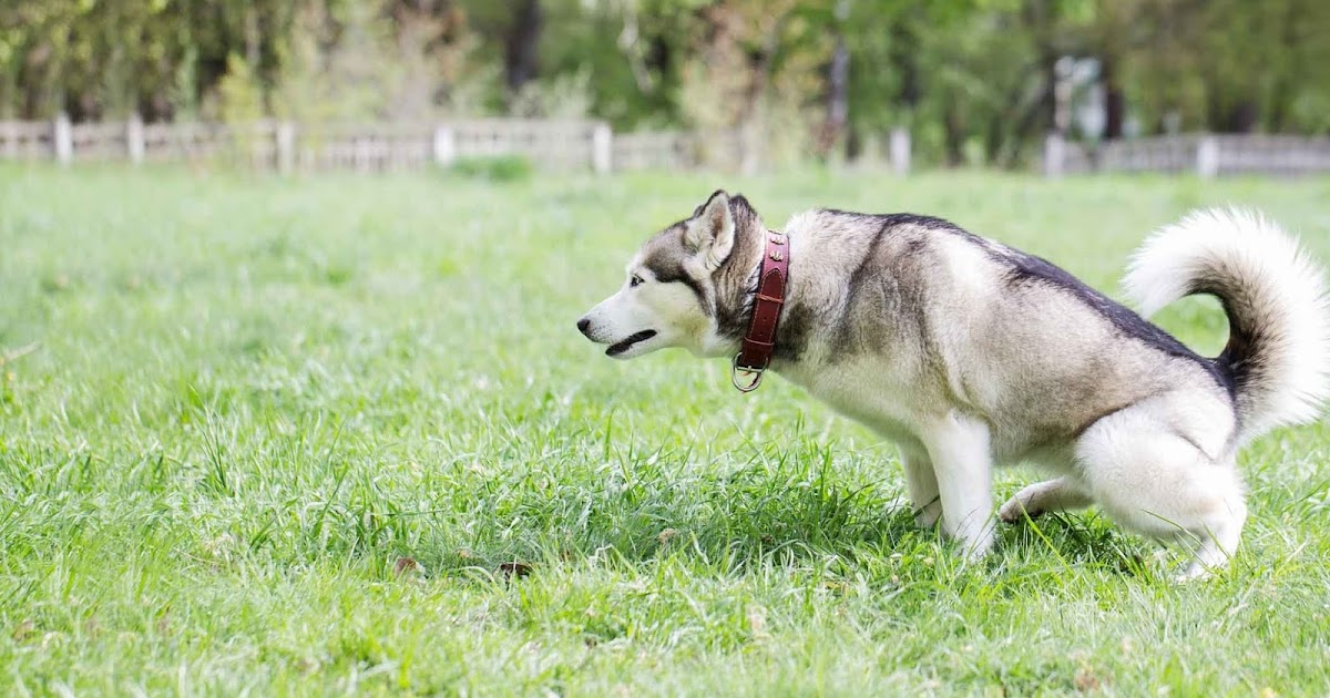 фото хаски в профиль. хитрая собака. лайка аляскинский маламут. лайка камера. металлическая laica фотоаппарат.