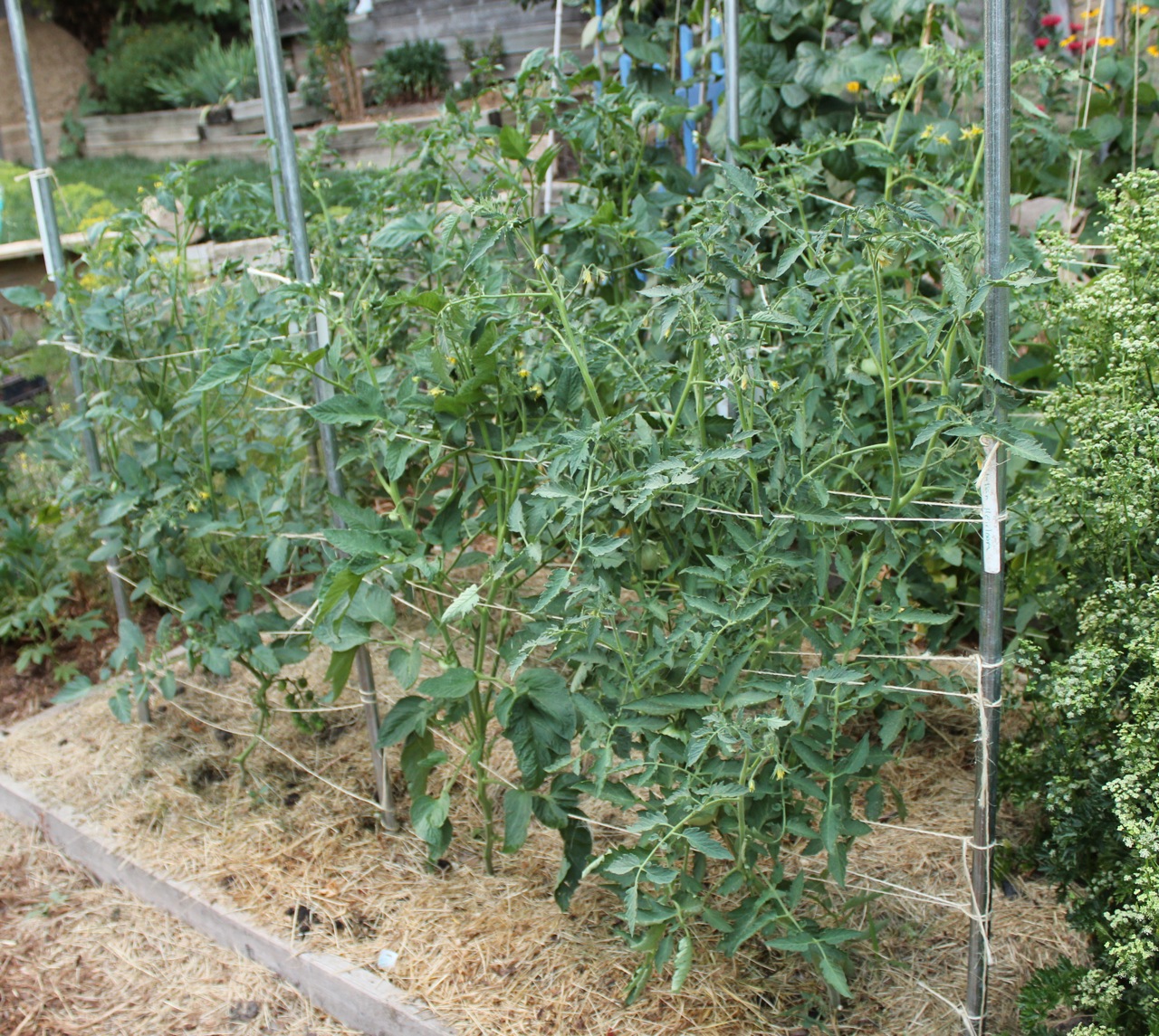 One more method for trellising tomatoes. put your shovel where your