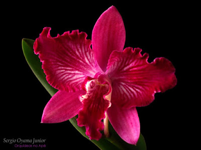 Orquídea Sophrocattleya Batemaniana