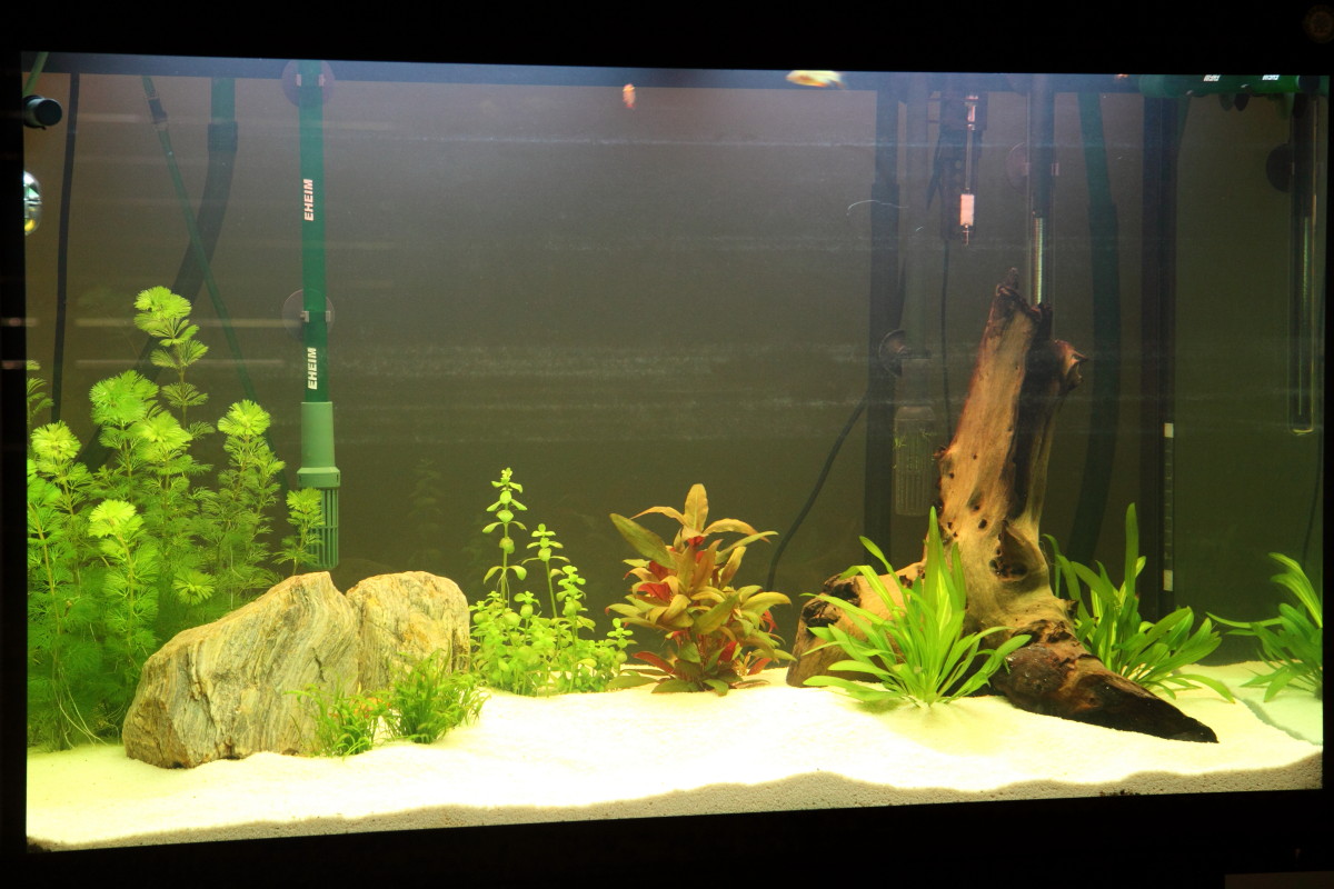 scv aquascaping ideas scv photography ideas