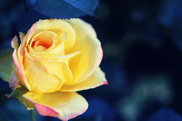 Portland Rose Test Garden Yellow and Pink Photographer Sarah Bello