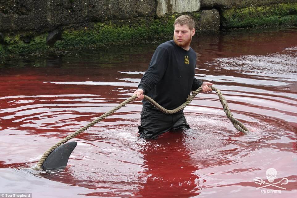 Shocking Pictures Show Mass Slaughter Of Dolphins And Whales In The Faroe Islands