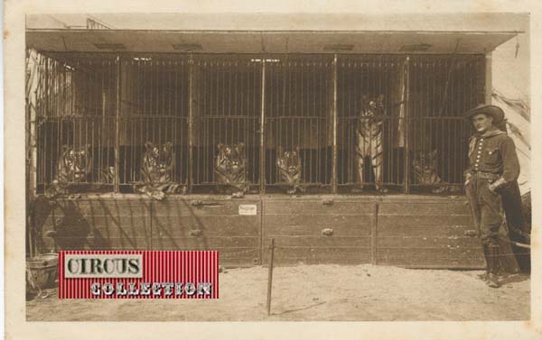 les tigres du cirque dans leur cage 