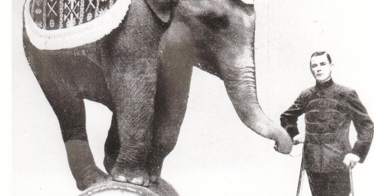 Buckles Blog 1 Elephant Acts