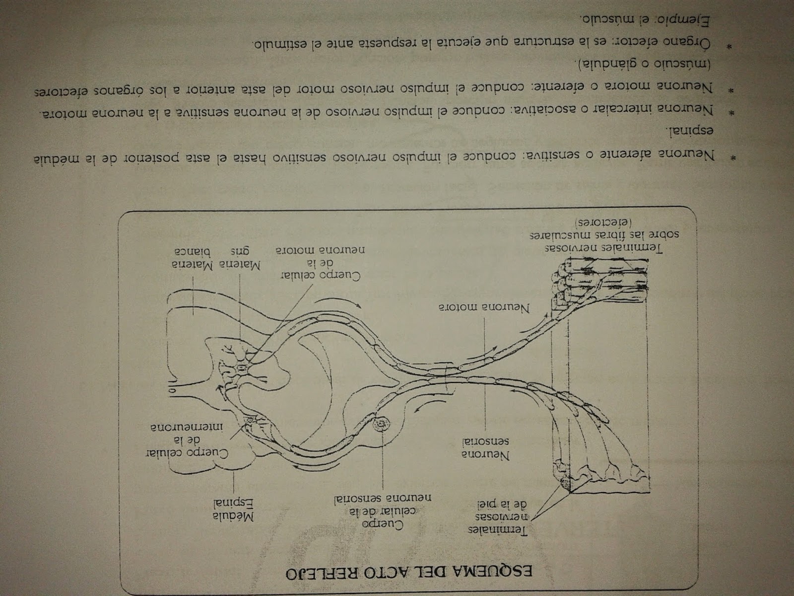 SISTEMA NERVIOSO | CUARTO