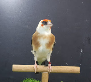Pio Clasíco