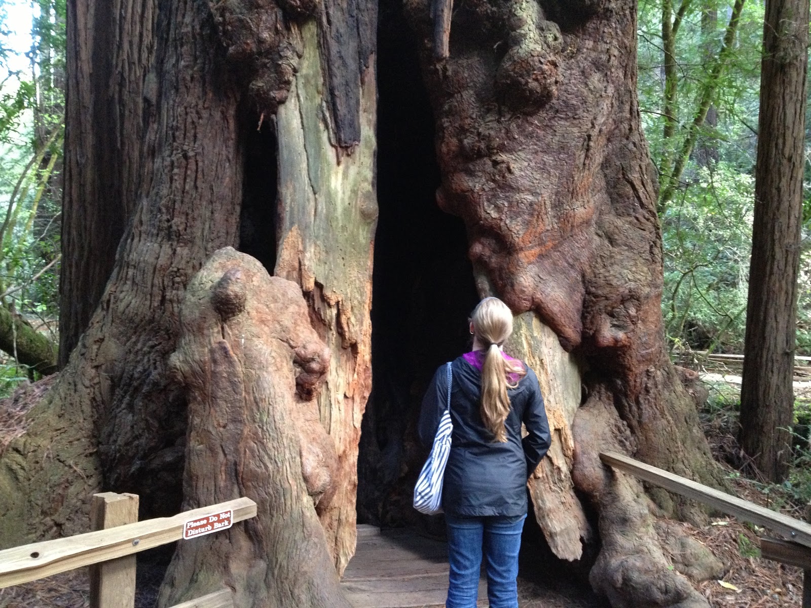 Amy Brown Science Muir Woods National Monument The Coast Redwood