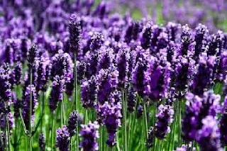 Lavender flower - berbagaireviews.com