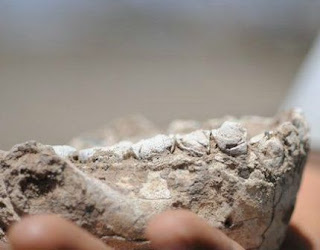Fosil gigi dan fosil rahang Manusia Purba Australopithecus Deyiremedal