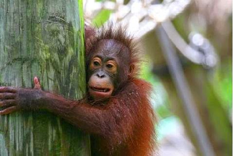 Orang hutan merupan kera besar yang terdapat di  Asia Orang Hutan Harus Dilindungi