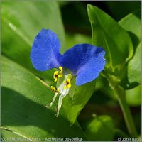 Commelina comunis - Komelina pospolita